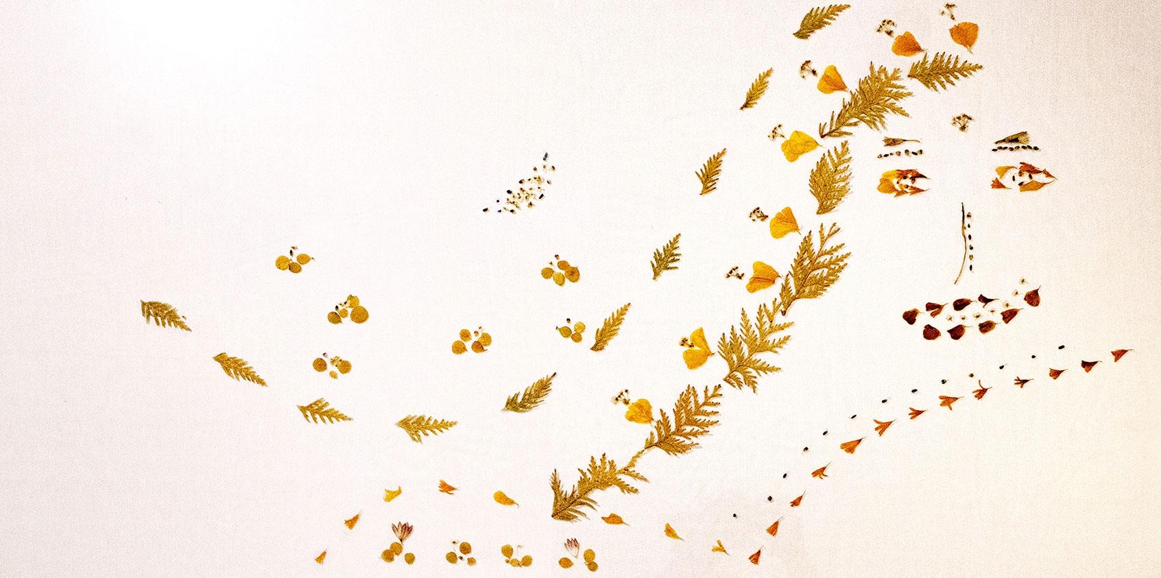 May 五月 - Like the wind